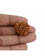8 Mukhi Rudraksha (Nepal) 23.01 MM 