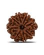 8 Mukhi Rudraksha (Nepal) 22.91 MM 