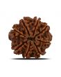 8 Mukhi Rudraksha (Nepal) 22.91 MM 