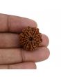 8 Mukhi Rudraksha (Nepal) 22.91 MM 