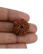 8 Mukhi Rudraksha (Nepal) 22.91 MM 