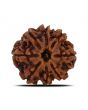 8 Mukhi Rudraksha (Nepal) 24.98 MM 