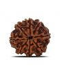 8 Mukhi Rudraksha (Nepal) 24.98 MM 