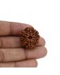 8 Mukhi Rudraksha (Nepal) 24.98 MM 