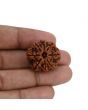 8 Mukhi Rudraksha (Nepal) 24.98 MM 