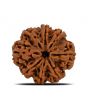 8 Mukhi Rudraksha (Nepal) 24.83 MM 