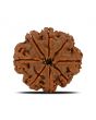 8 Mukhi Rudraksha (Nepal) 24.83 MM 
