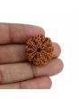 8 Mukhi Rudraksha (Nepal) 24.83 MM 