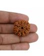 8 Mukhi Rudraksha (Nepal) 24.83 MM 