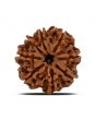 8 Mukhi Rudraksha (Nepal) 24.51 MM 