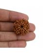 8 Mukhi Rudraksha (Nepal) 24.51 MM 