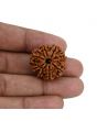 8 Mukhi Rudraksha (Nepal) 24.51 MM 
