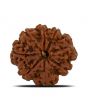 8 Mukhi Rudraksha (Nepal) 26.17 MM 