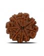 8 Mukhi Rudraksha (Nepal) 26.17 MM 