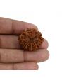 8 Mukhi Rudraksha (Nepal) 26.17 MM 