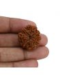 8 Mukhi Rudraksha (Nepal) 26.17 MM 