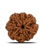 8 Mukhi Rudraksha (Nepal) 24.6 MM 