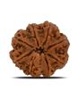 8 Mukhi Rudraksha (Nepal) 24.6 MM 