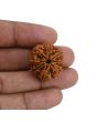 8 Mukhi Rudraksha (Nepal) 24.6 MM 