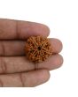 8 Mukhi Rudraksha (Nepal) 24.6 MM 