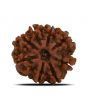 8 Mukhi Rudraksha (Nepal) 23.02 MM 