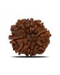 8 Mukhi Rudraksha (Nepal) 23.02 MM 