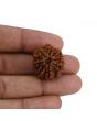 8 Mukhi Rudraksha (Nepal) 23.02 MM 