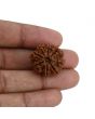 8 Mukhi Rudraksha (Nepal) 23.02 MM 