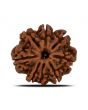 8 Mukhi Rudraksha (Nepal) 25.39 MM 