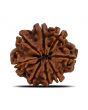 8 Mukhi Rudraksha (Nepal) 25.39 MM 