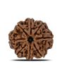 8 Mukhi Rudraksha (Nepal) 25.49 MM 