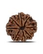 8 Mukhi Rudraksha (Nepal) 25.49 MM 