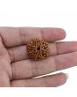 8 Mukhi Rudraksha (Nepal) 25.49 MM 