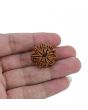 8 Mukhi Rudraksha (Nepal) 25.49 MM 