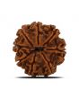 8 Mukhi Rudraksha (Nepal) 23.54 MM 
