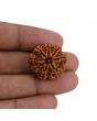 8 Mukhi Rudraksha (Nepal) 23.54 MM 