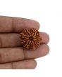 8 Mukhi Rudraksha (Nepal) 23.54 MM 