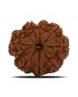 8 Mukhi Rudraksha (Nepal) 24.61 MM 