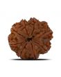 8 Mukhi Rudraksha (Nepal) 24.61 MM 