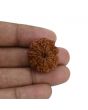8 Mukhi Rudraksha (Nepal) 24.61 MM 