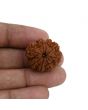 8 Mukhi Rudraksha (Nepal) 24.61 MM 