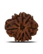 8 Mukhi Rudraksha (Nepal) 25.19 MM 