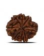 8 Mukhi Rudraksha (Nepal) 25.19 MM 