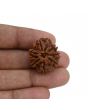 8 Mukhi Rudraksha (Nepal) 25.19 MM 