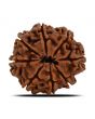 8 Mukhi Rudraksha (Nepal) 28.15 MM 