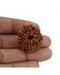 8 Mukhi Rudraksha (Nepal) 28.15 MM 