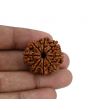 8 Mukhi Rudraksha (Nepal) 28.15 MM 