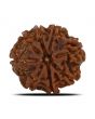 8 Mukhi Rudraksha (Nepal) 24.23 MM 
