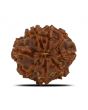 8 Mukhi Rudraksha (Nepal) 24.23 MM 