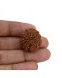 8 Mukhi Rudraksha (Nepal) 24.23 MM 